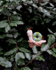 Snail Rattle