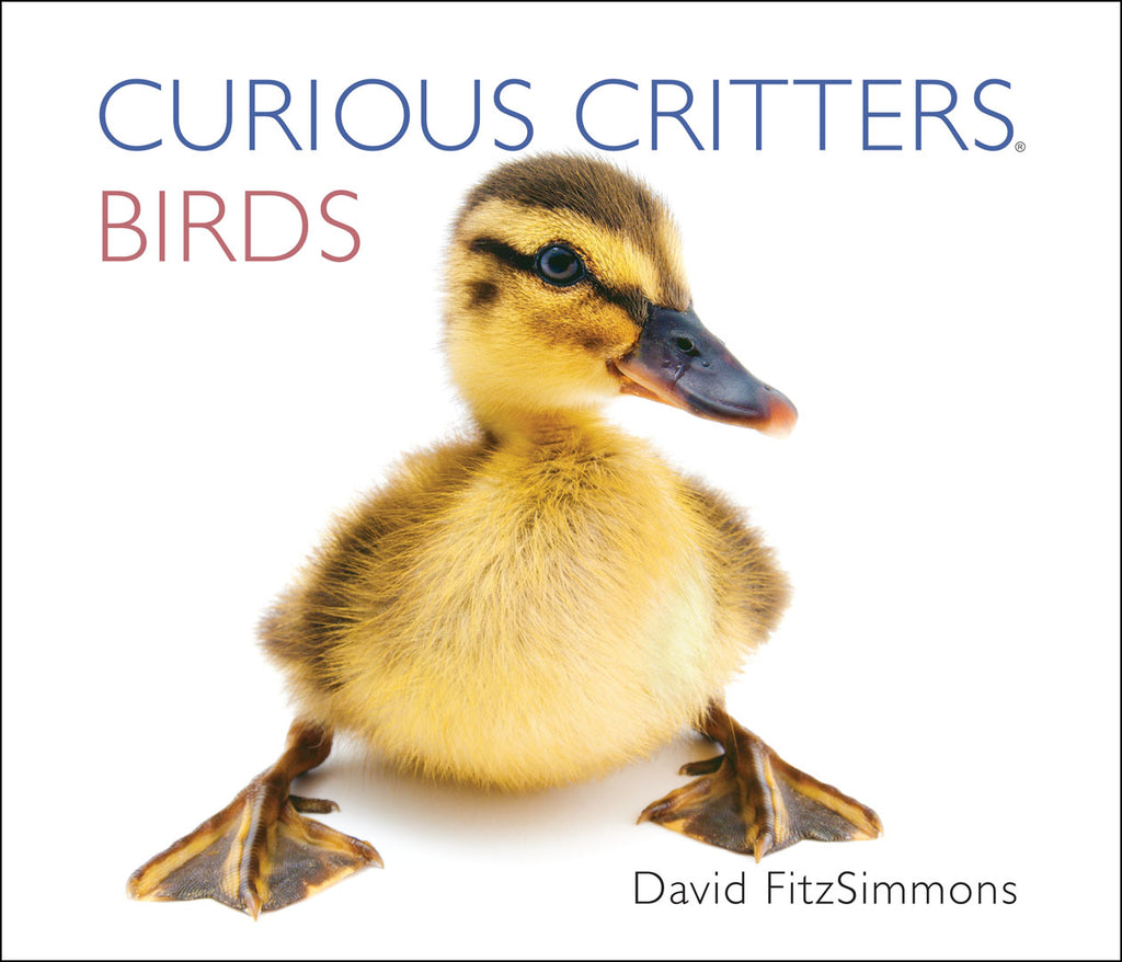 Curious Critters: Birds by David FitzSimmons