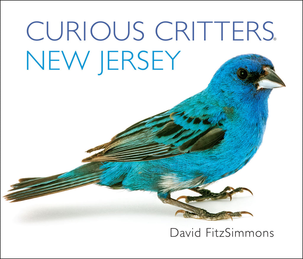 Curious Critters: New Jersey by David FitzSimmons